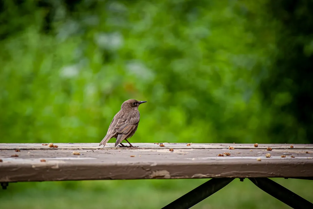 Photo Nature walk