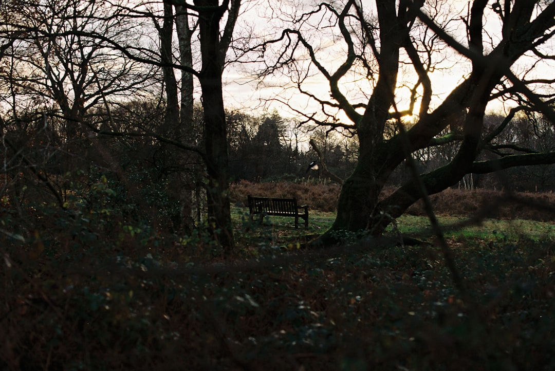 cum să îți liniștești mintea