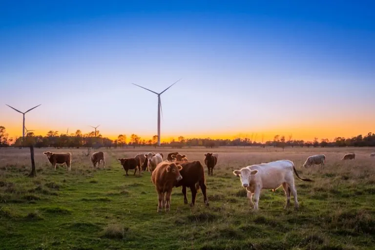 Photo sustainable meat farming