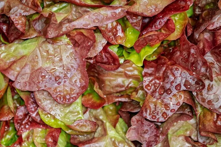 Photo salata potrivită