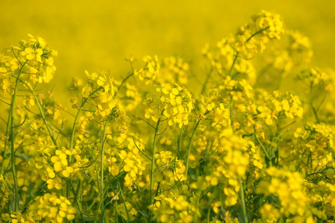 Photo mustard types guide recipes