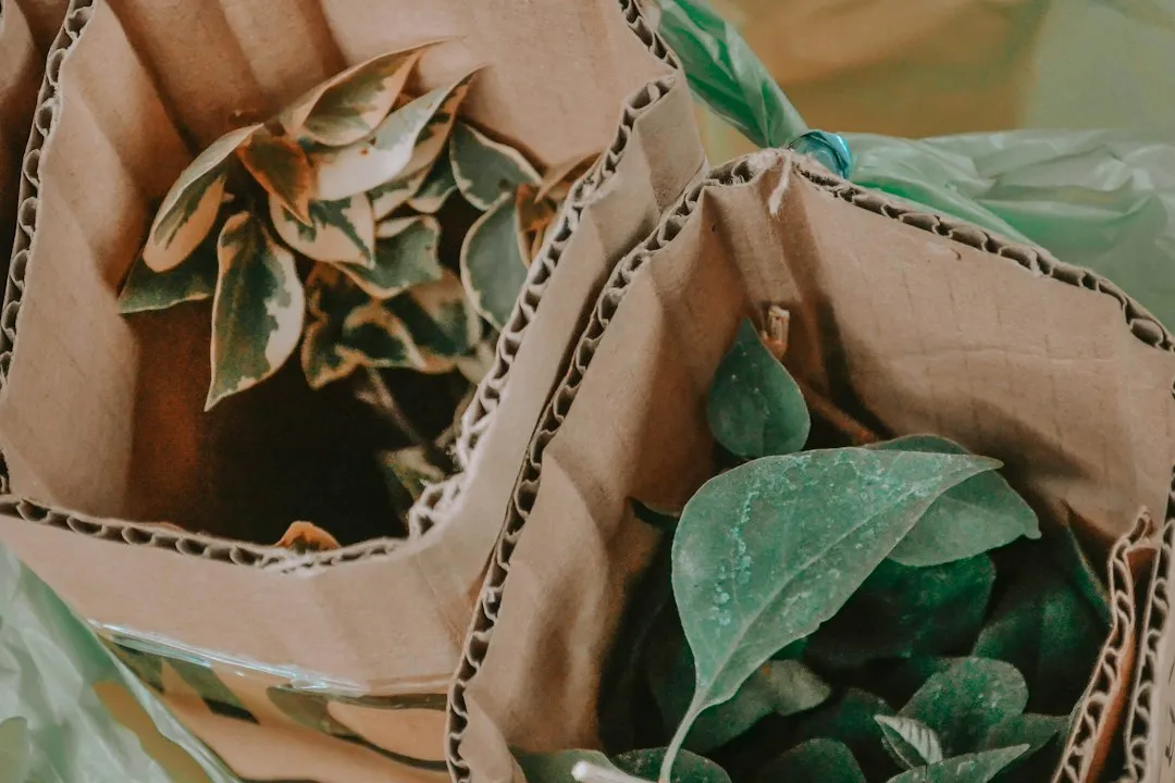 Photo sustainable biodegradable packaging importance